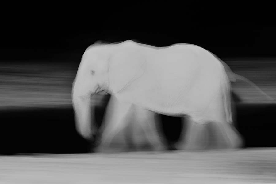 Elefant in Okokuejo, Etosha, Namibia 2011.